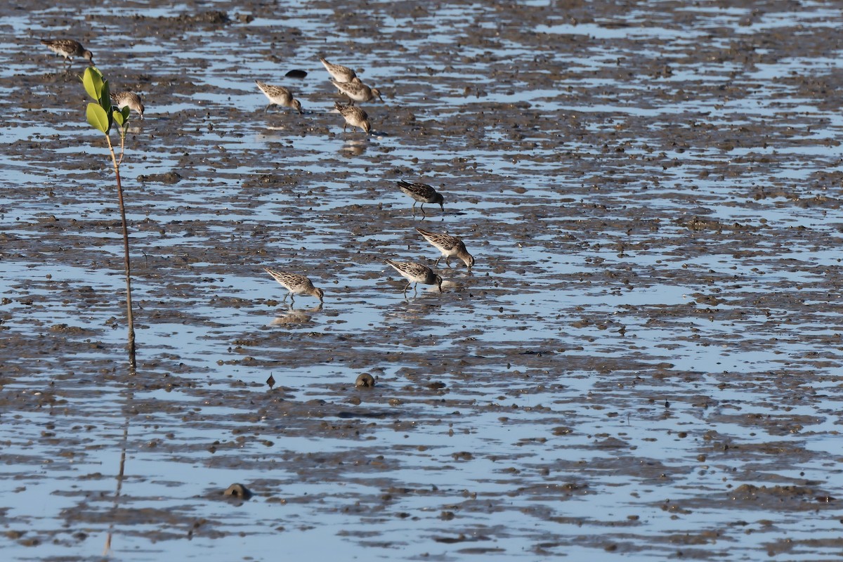 Sharp-tailed Sandpiper - ML646804308