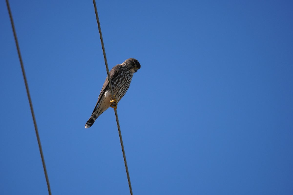 Хайргууна шонхор - ML646804309