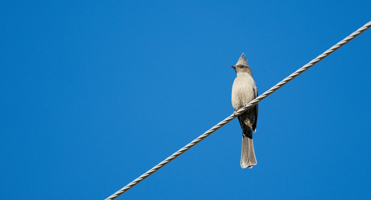 Phénopèple luisant - ML646804310