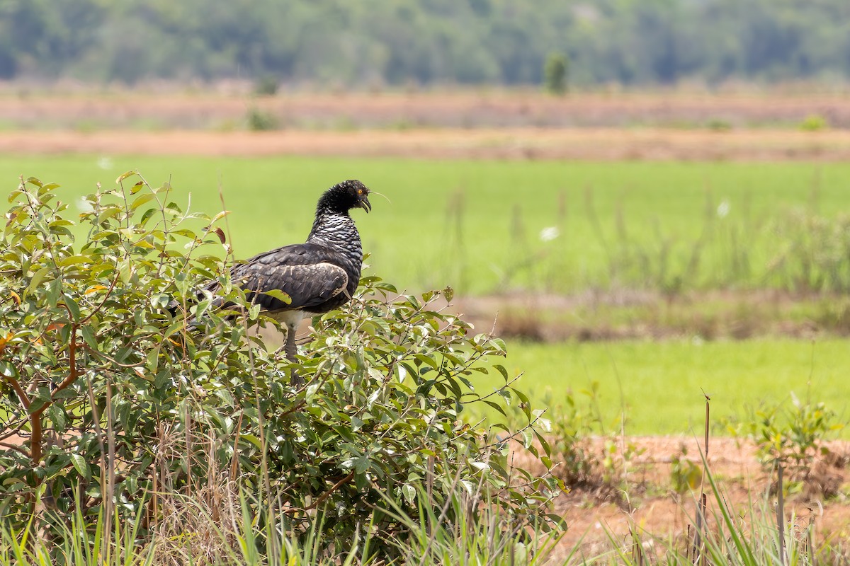 kamiš růžkatý - ML646804311