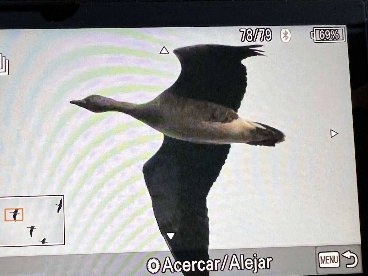 Tundra Kazı - ML646804312