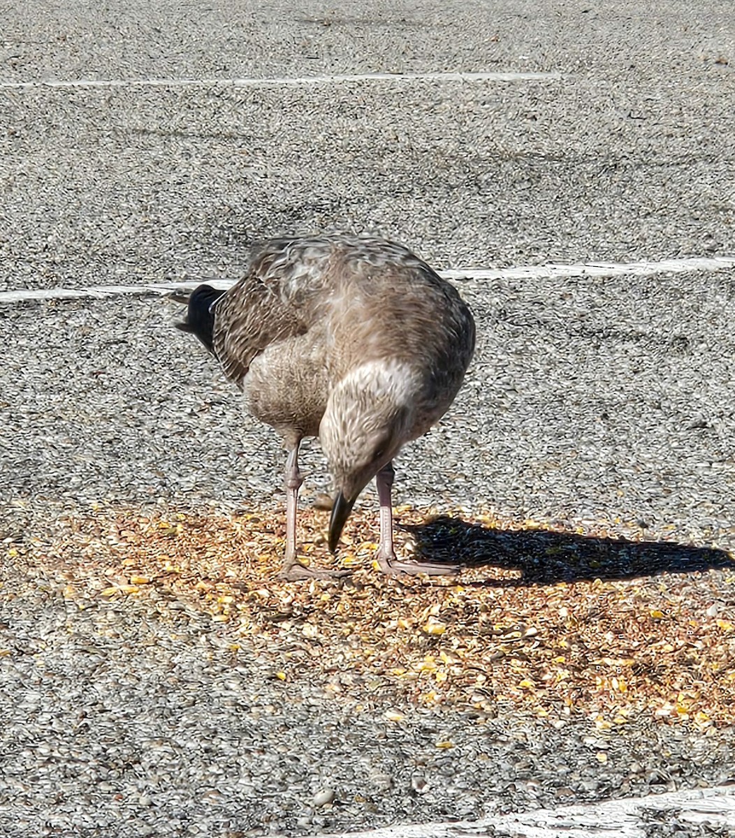 Kanadamöwe - ML646804314