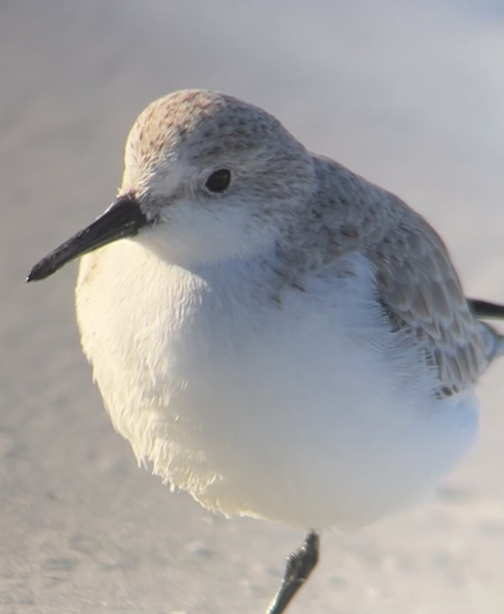Bécasseau sanderling - ML646804315