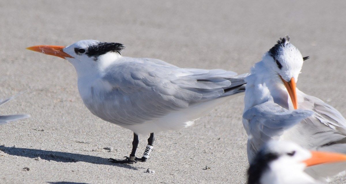 Txenada handi amerikarra - ML646804316