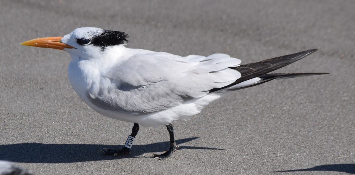 Txenada handi amerikarra - ML646804317