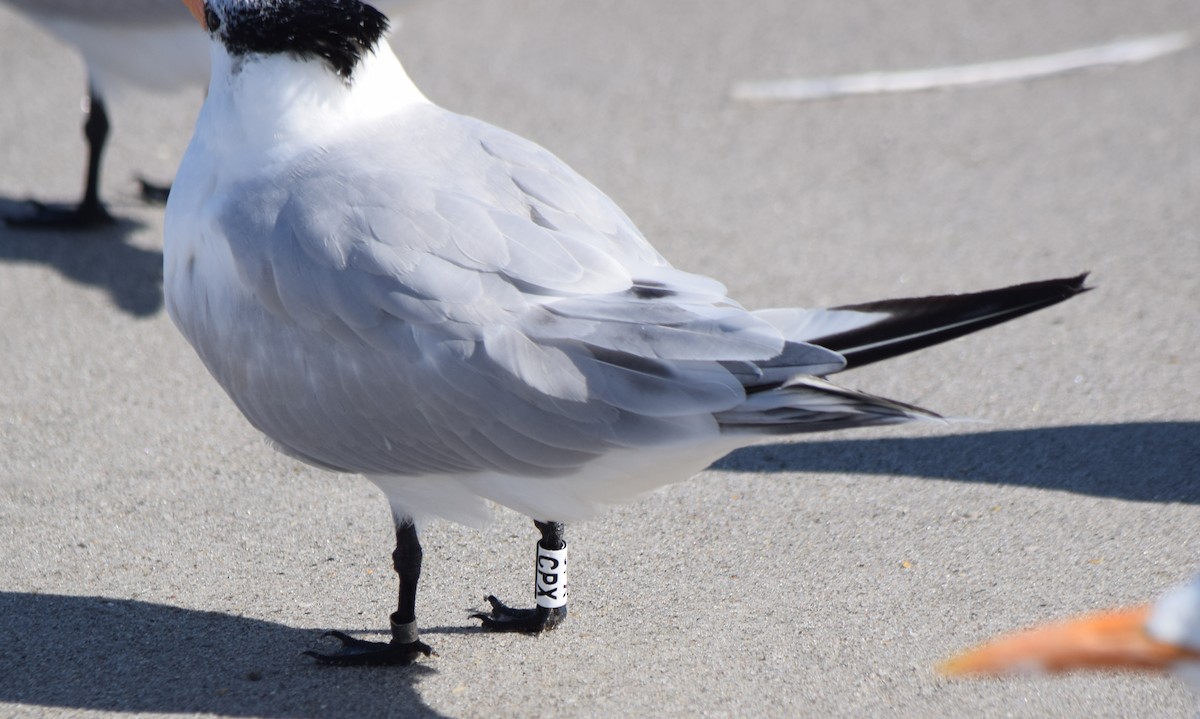 Txenada handi amerikarra - ML646804318