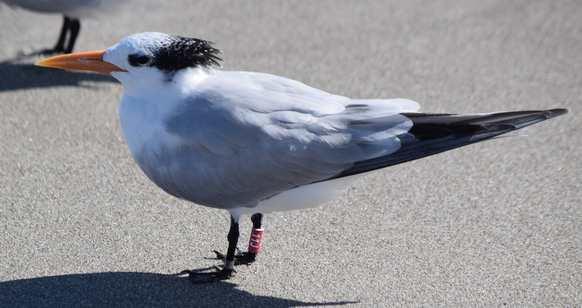 Txenada handi amerikarra - ML646804319