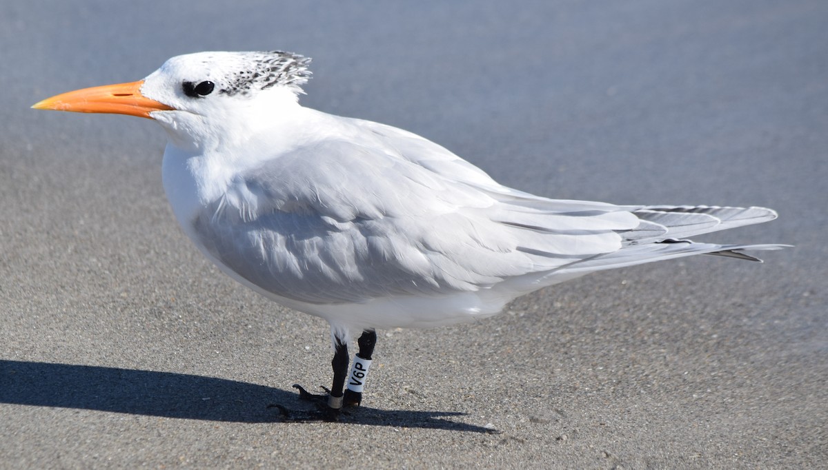 Txenada handi amerikarra - ML646804320