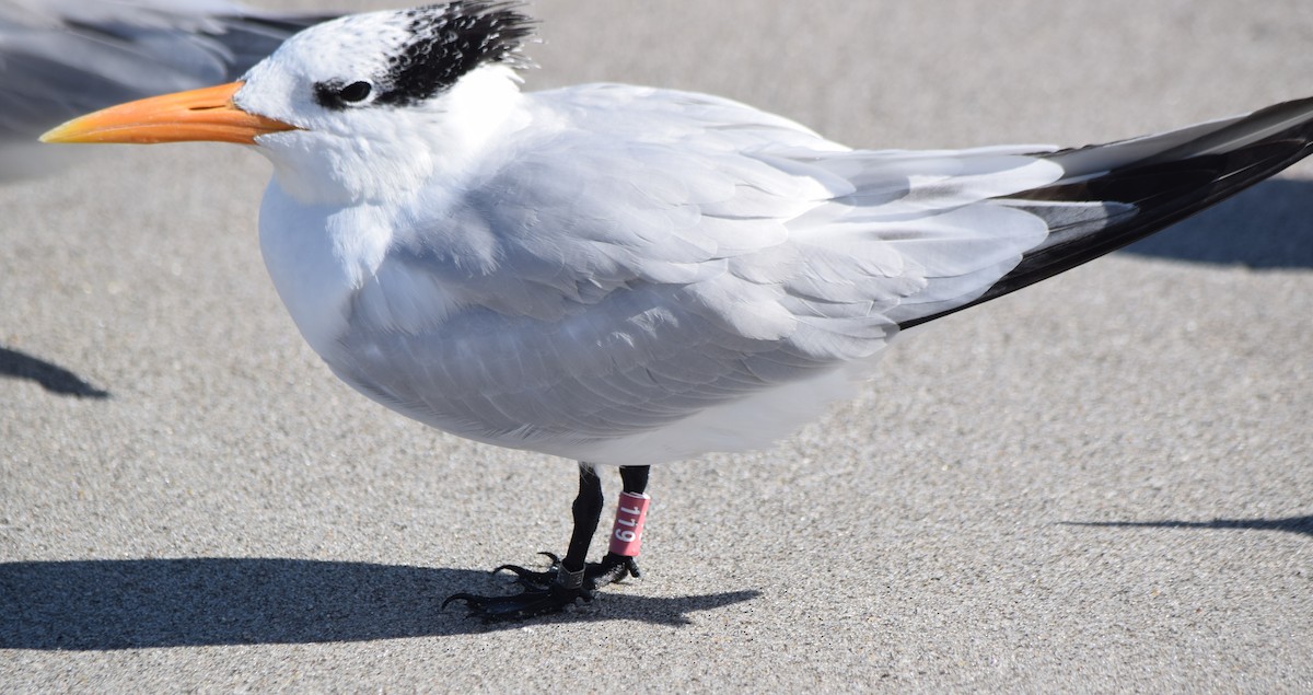 Txenada handi amerikarra - ML646804321