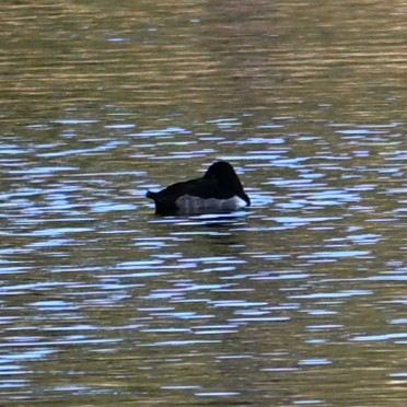 Ring-necked Duck - ML646804322