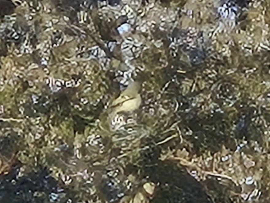 Reyezuelo Rubí - ML646804324