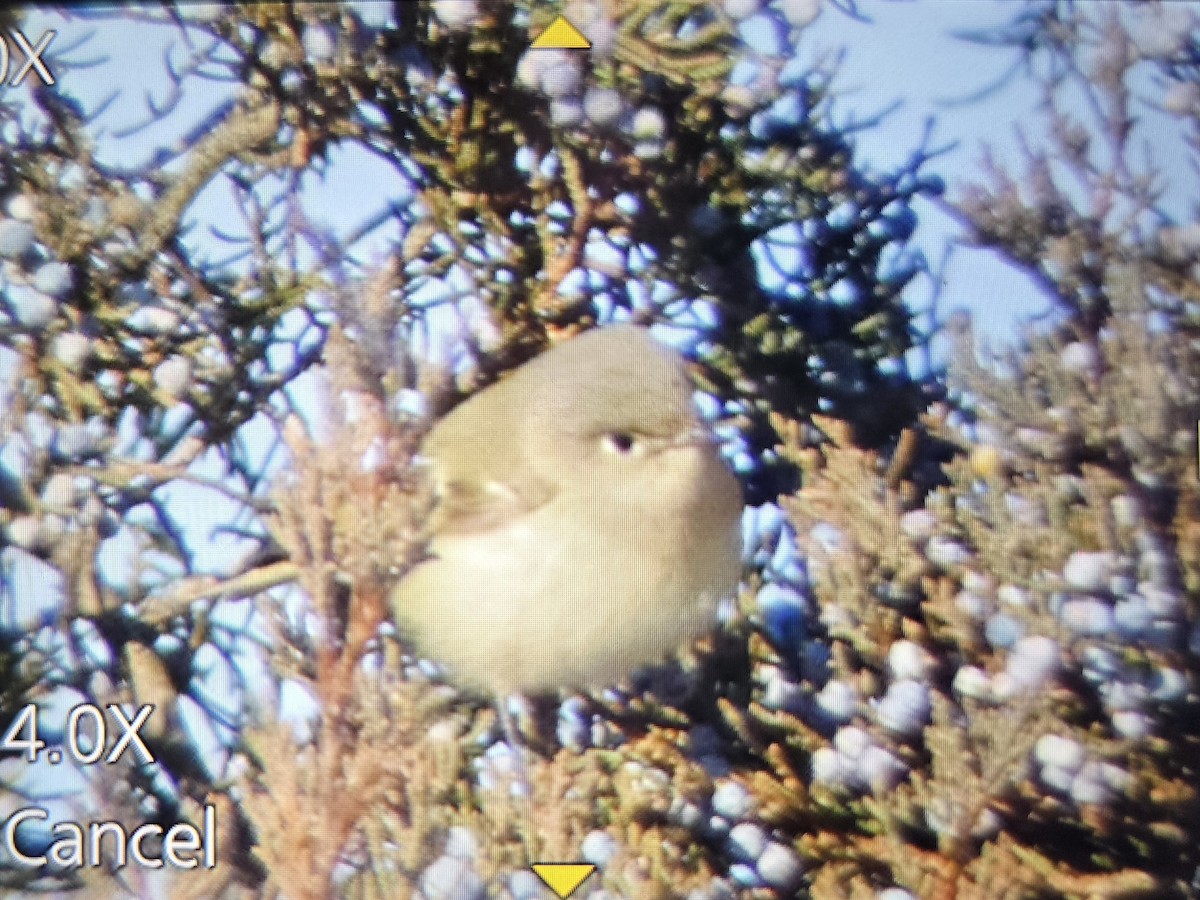 Reyezuelo Rubí - ML646804325