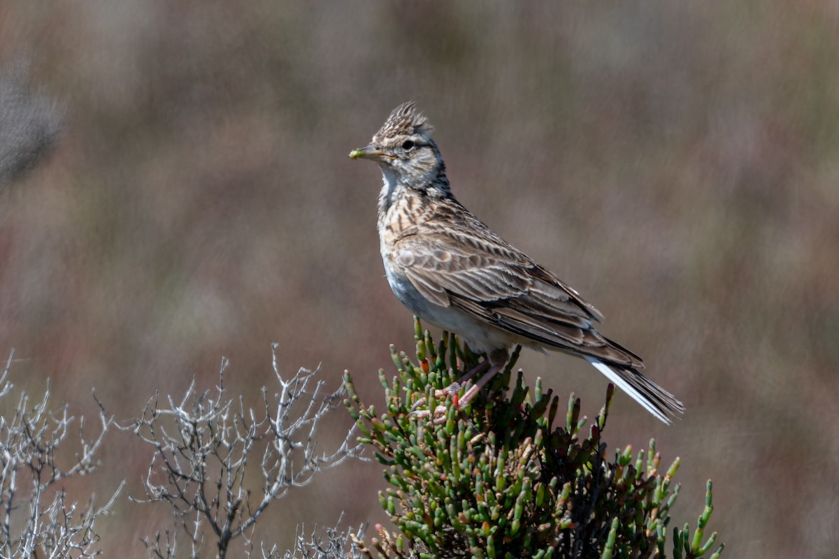 Feldlerche - ML646804326