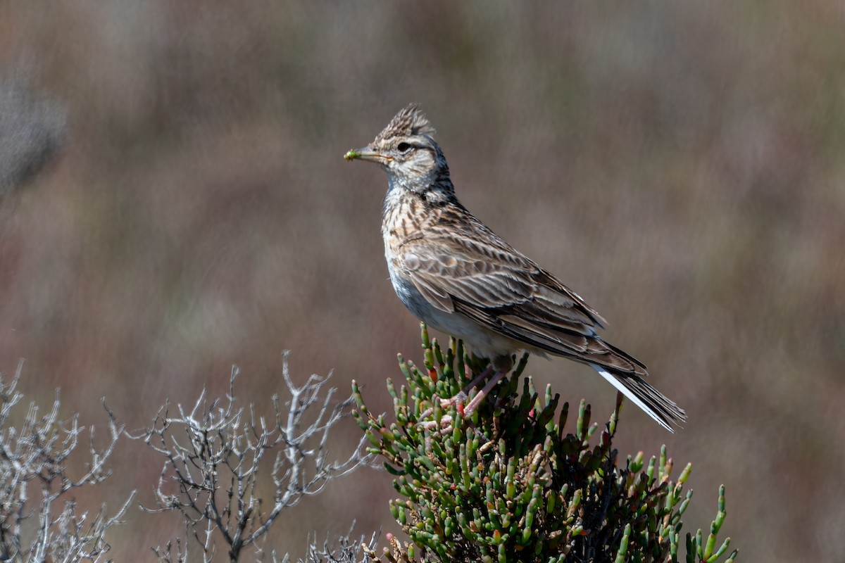 Feldlerche - ML646804327