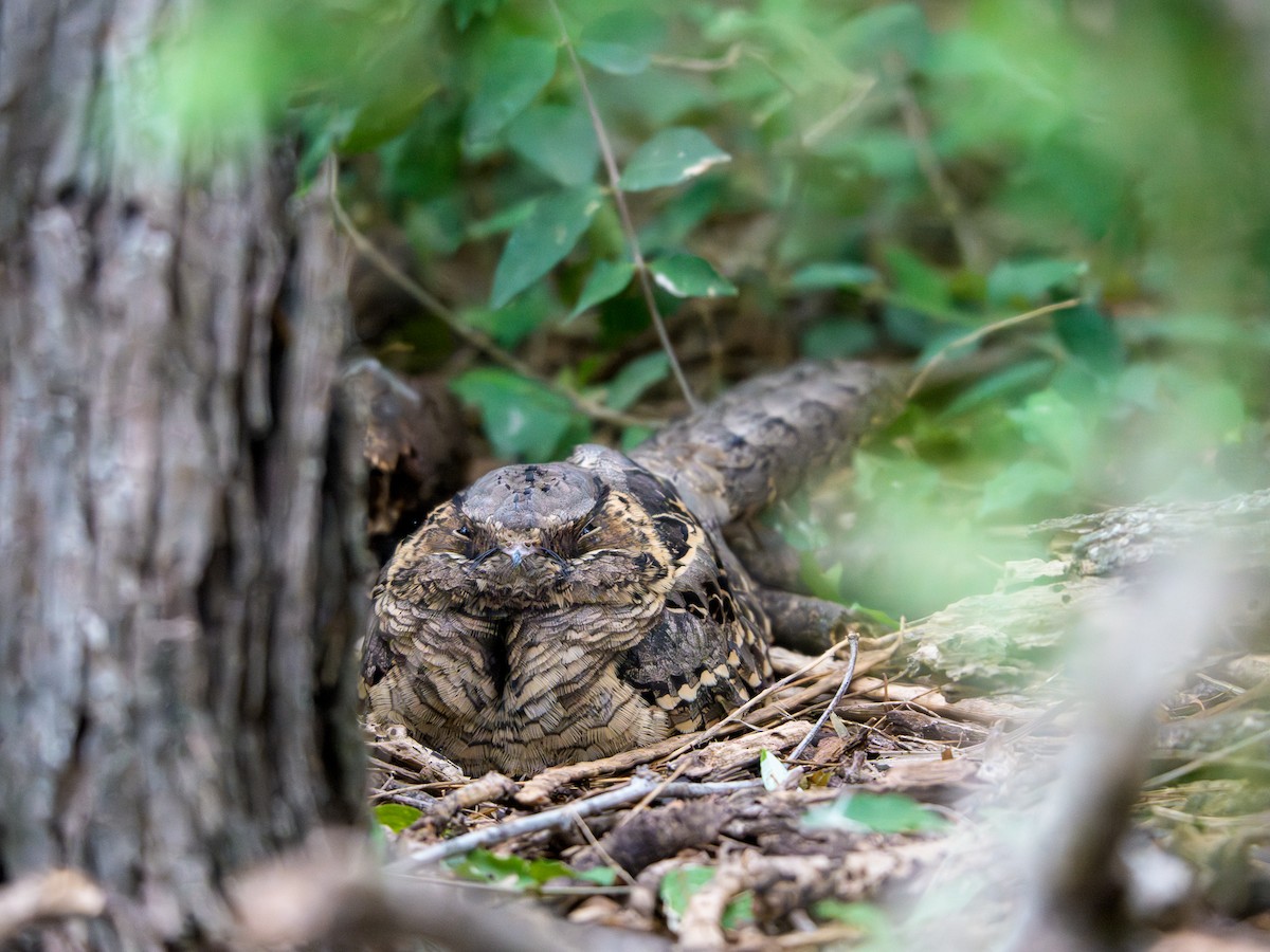 pauraquenattravn - ML646804328