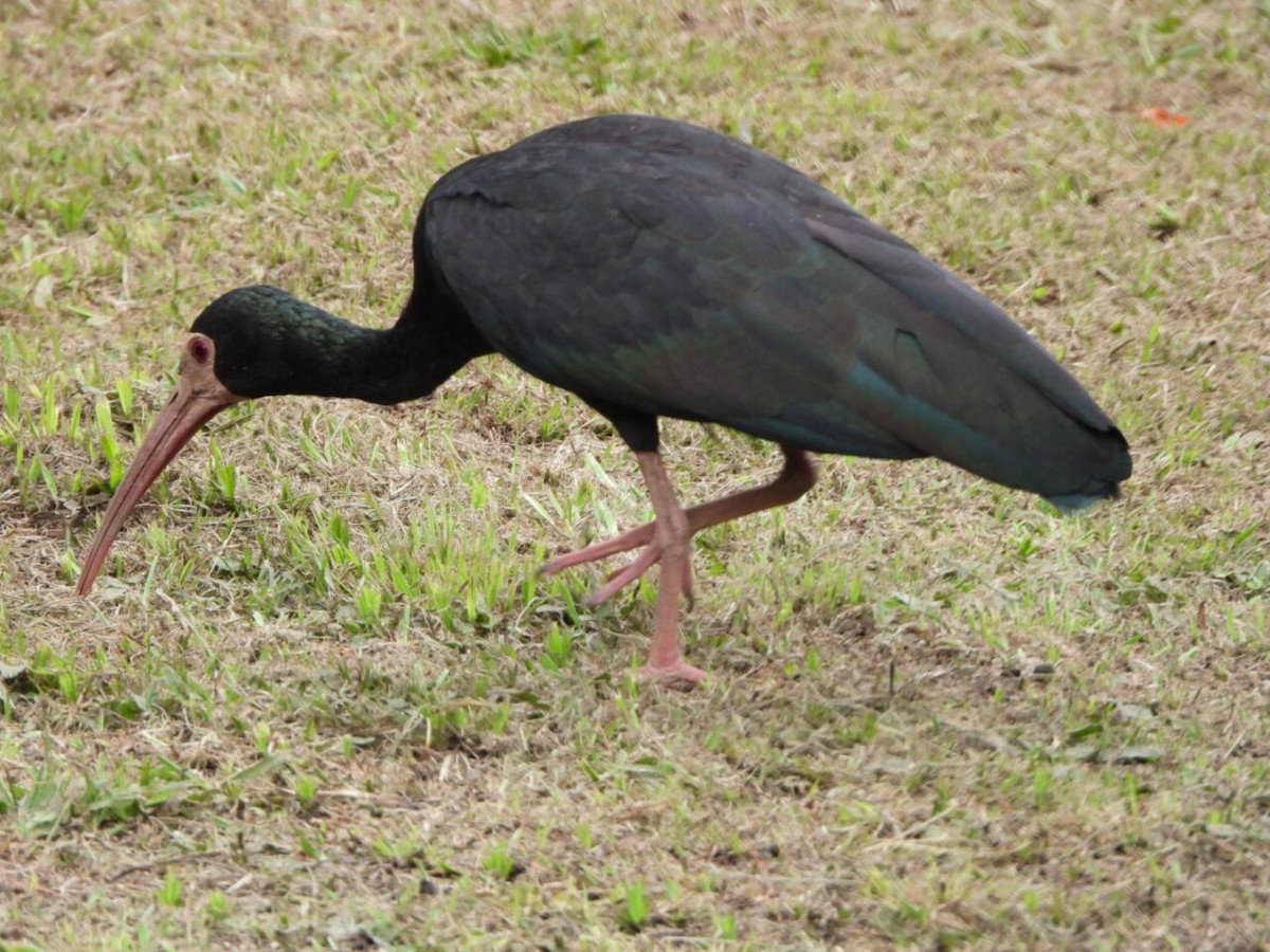 Nacktzügelibis - ML646804329