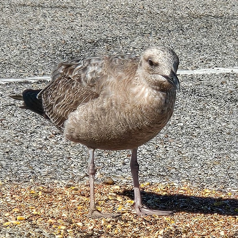 Kanadamöwe - ML646804331