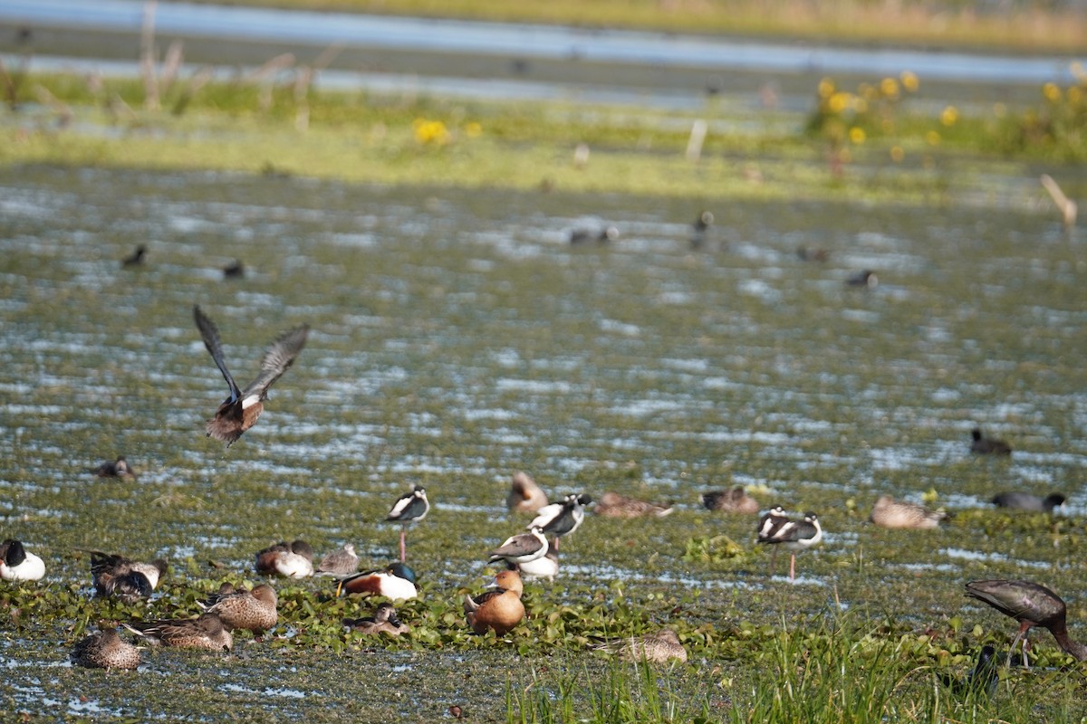 Халбага нугас - ML646804332