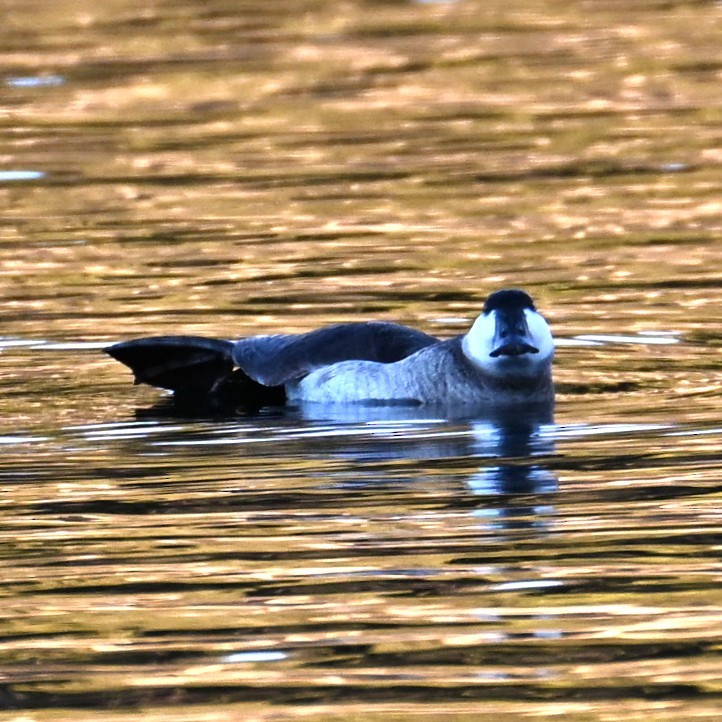 Ruddy Duck - ML646804333