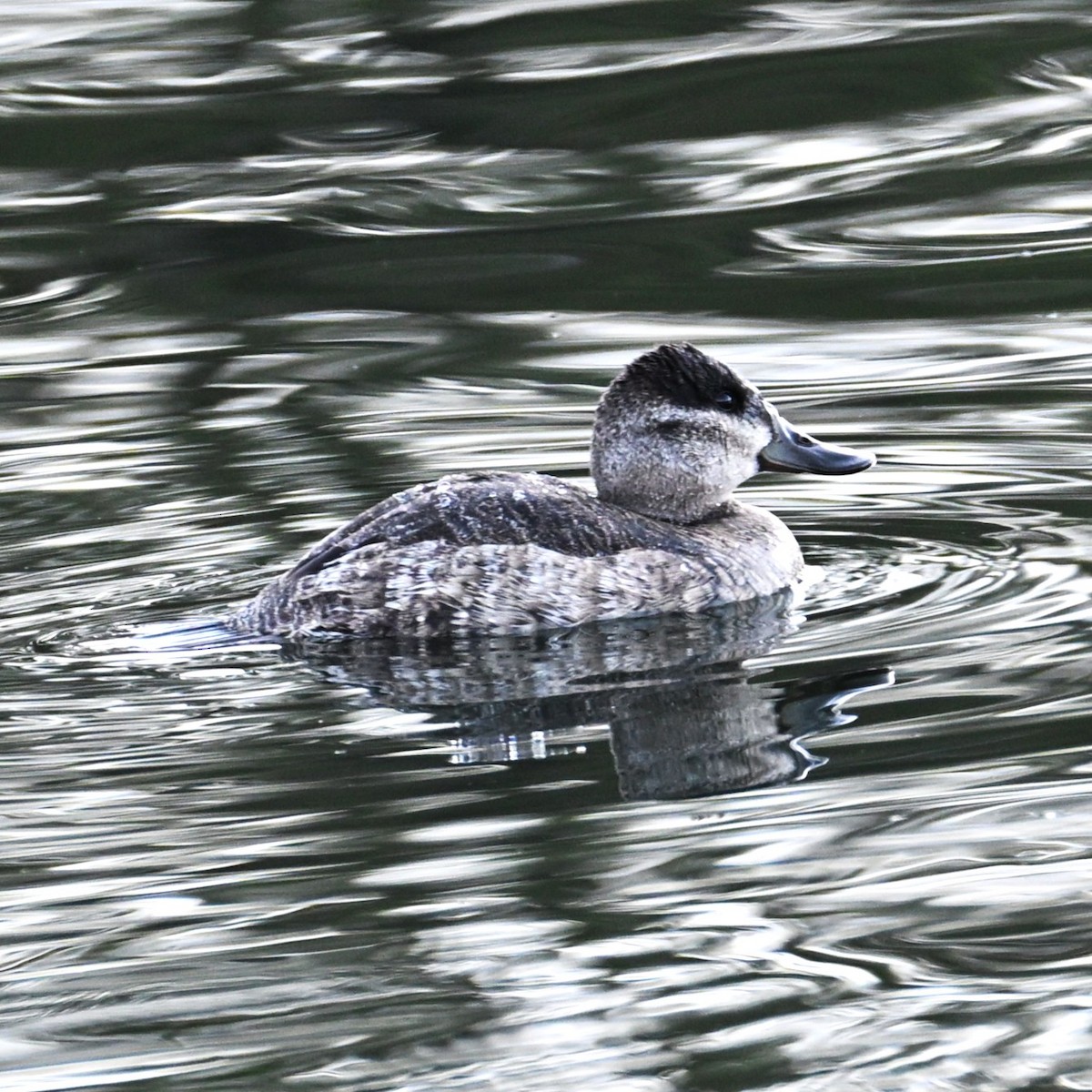 Ruddy Duck - ML646804334