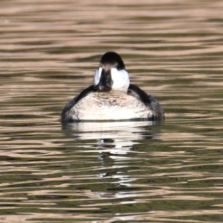 Ruddy Duck - ML646804335