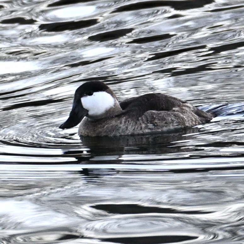 Ruddy Duck - ML646804336