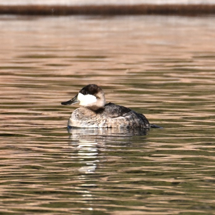 Ruddy Duck - ML646804337