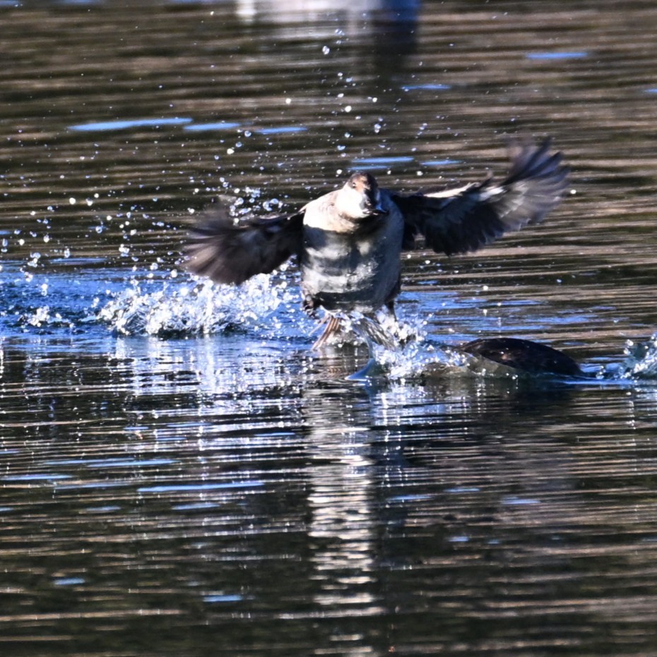 Ruddy Duck - ML646804339