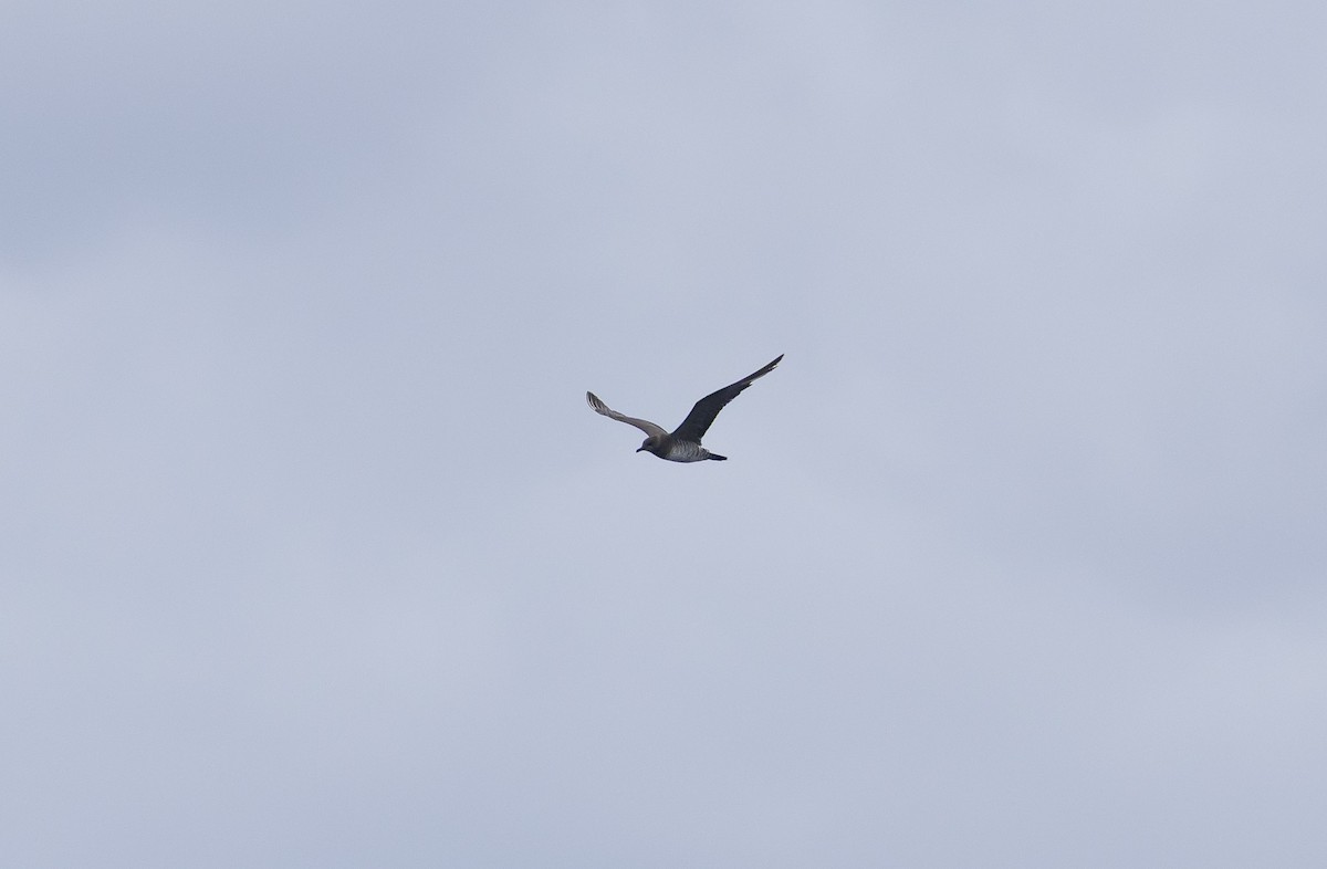 Long-tailed Jaeger - ML646804347