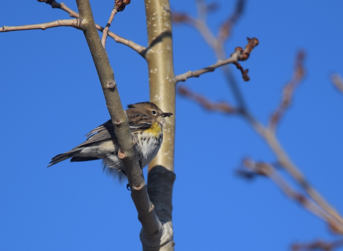 キヅタアメリカムシクイ - ML646804352