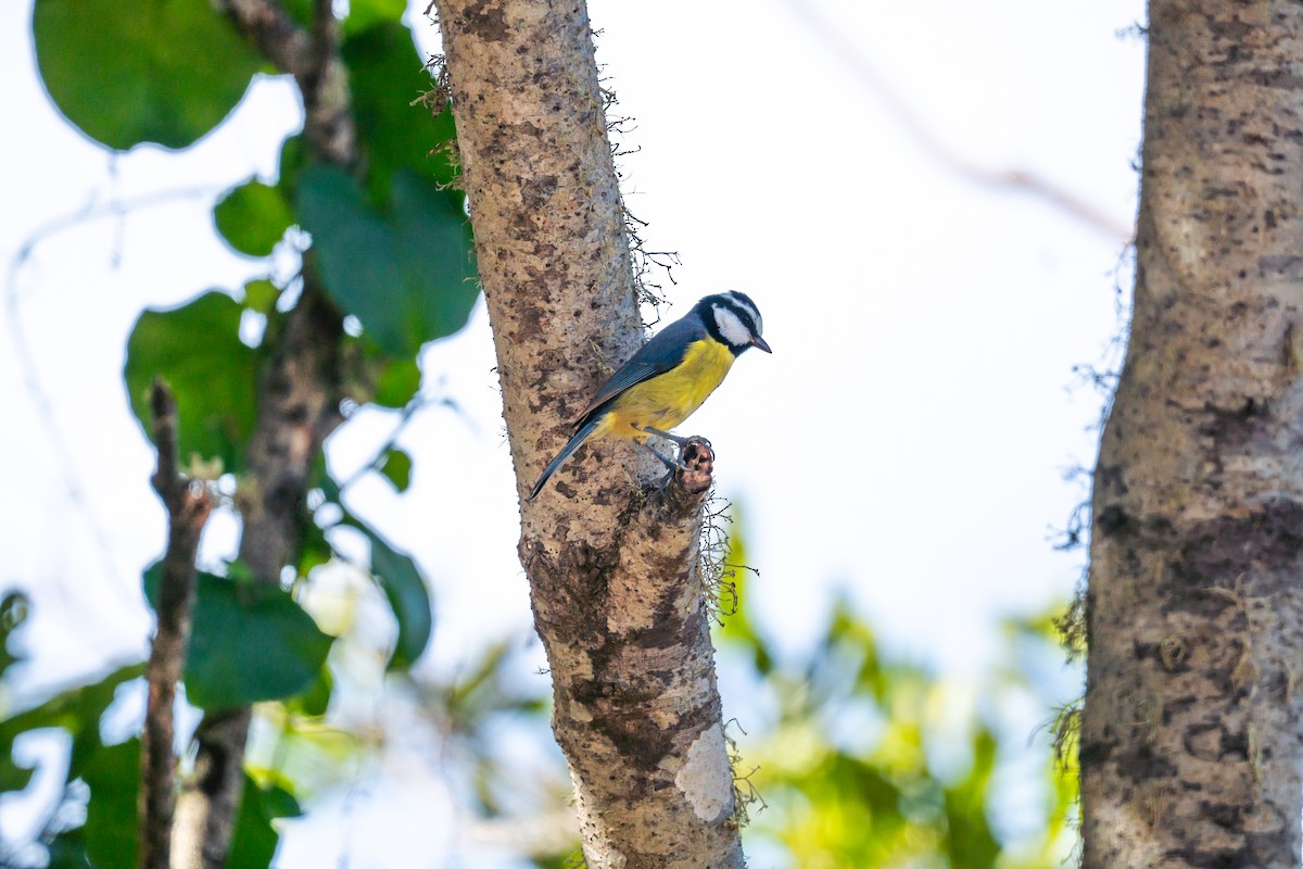 テネリフェアオガラ - ML646804355