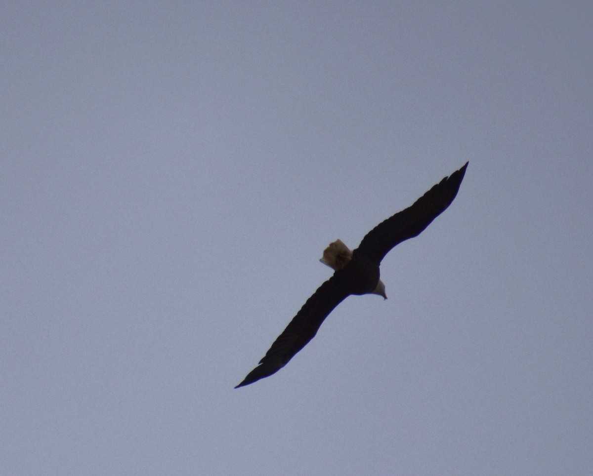 ハクトウワシ - ML646804356