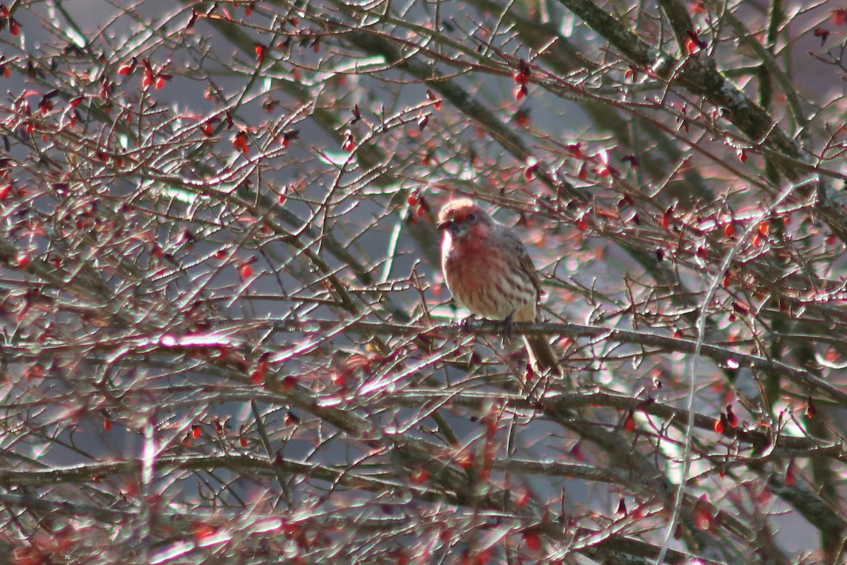 House Finch - ML646804358