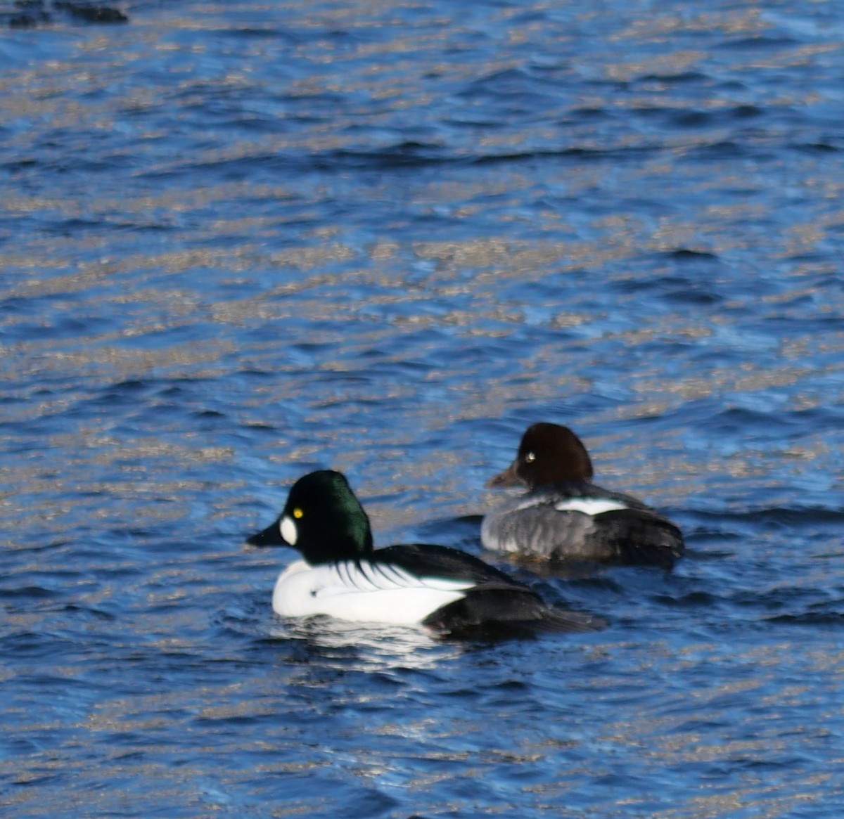 Common Goldeneye - ML646804359