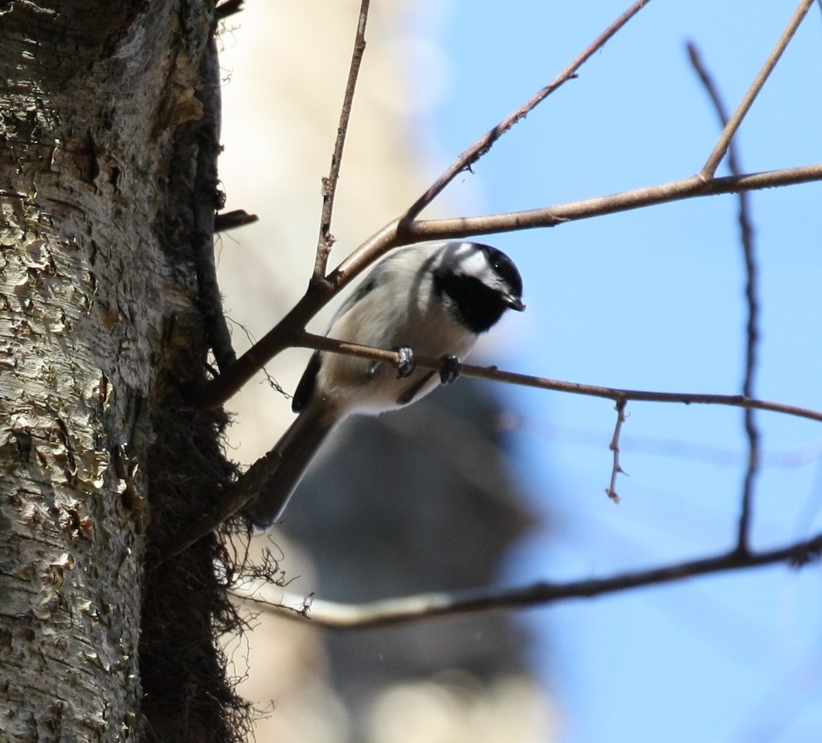 Каролинская гаичка - ML646804360