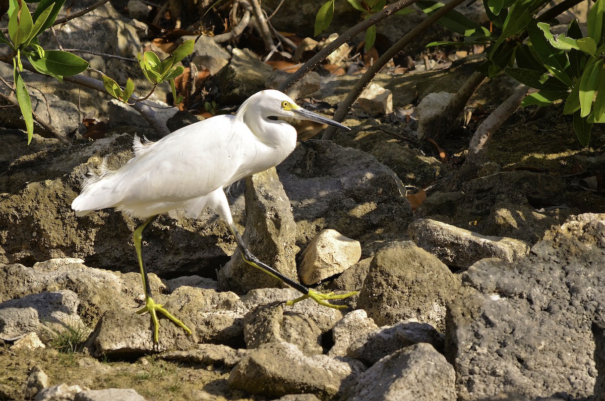 Aigrette neigeuse - ML646804364