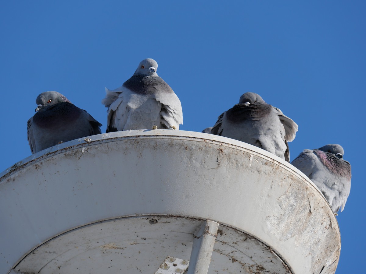 Rock Pigeon (Feral Pigeon) - ML646804365