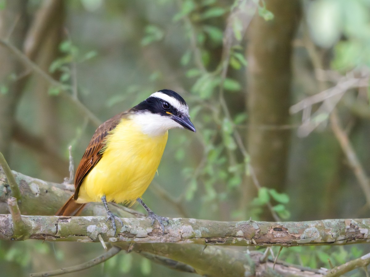 Большой бентеви, кискади - ML646804366