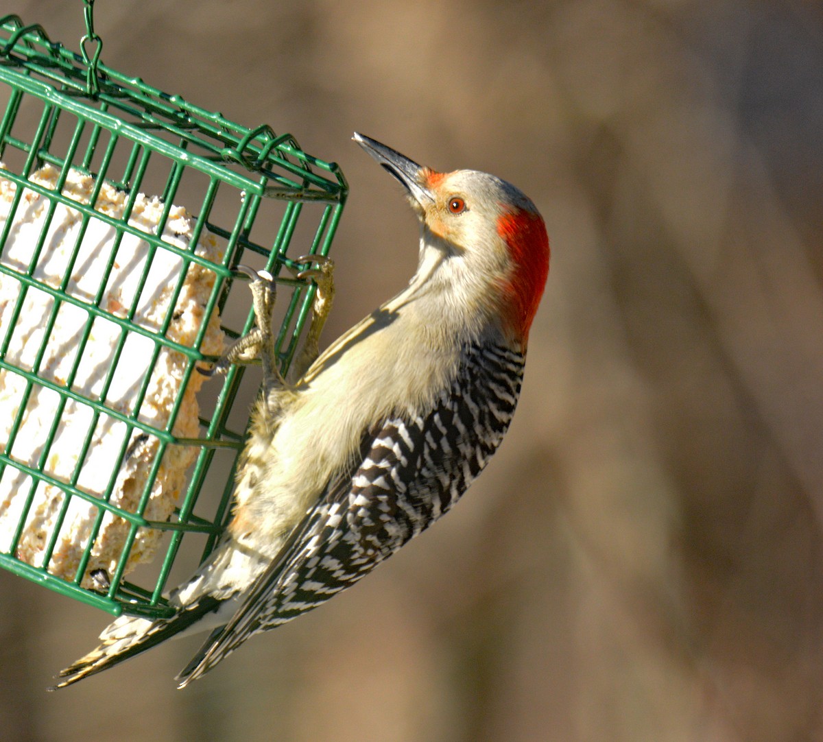 Red-bellied Woodpecker - ML646804367