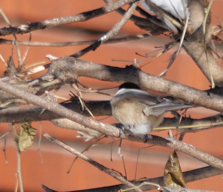 Black-capped Chickadee - ML646804368