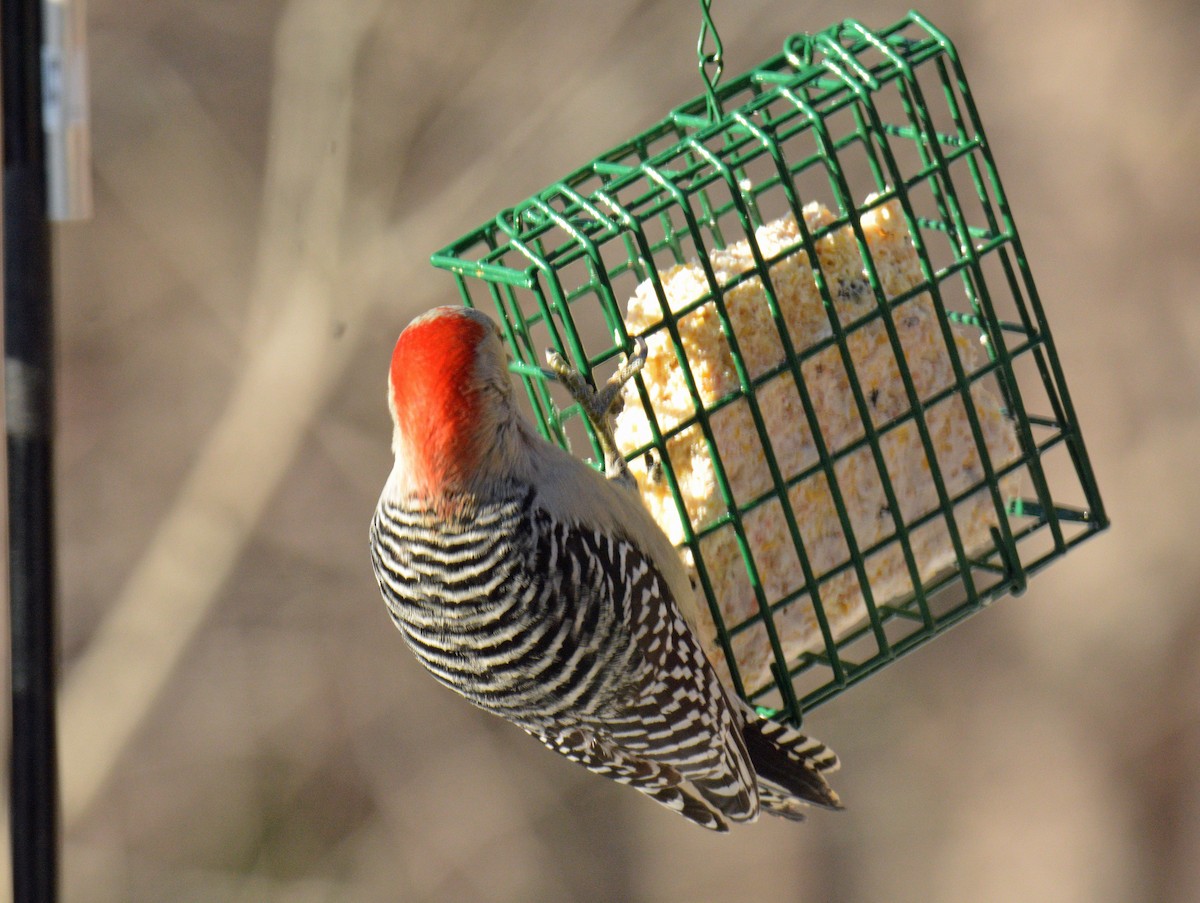 Red-bellied Woodpecker - ML646804369