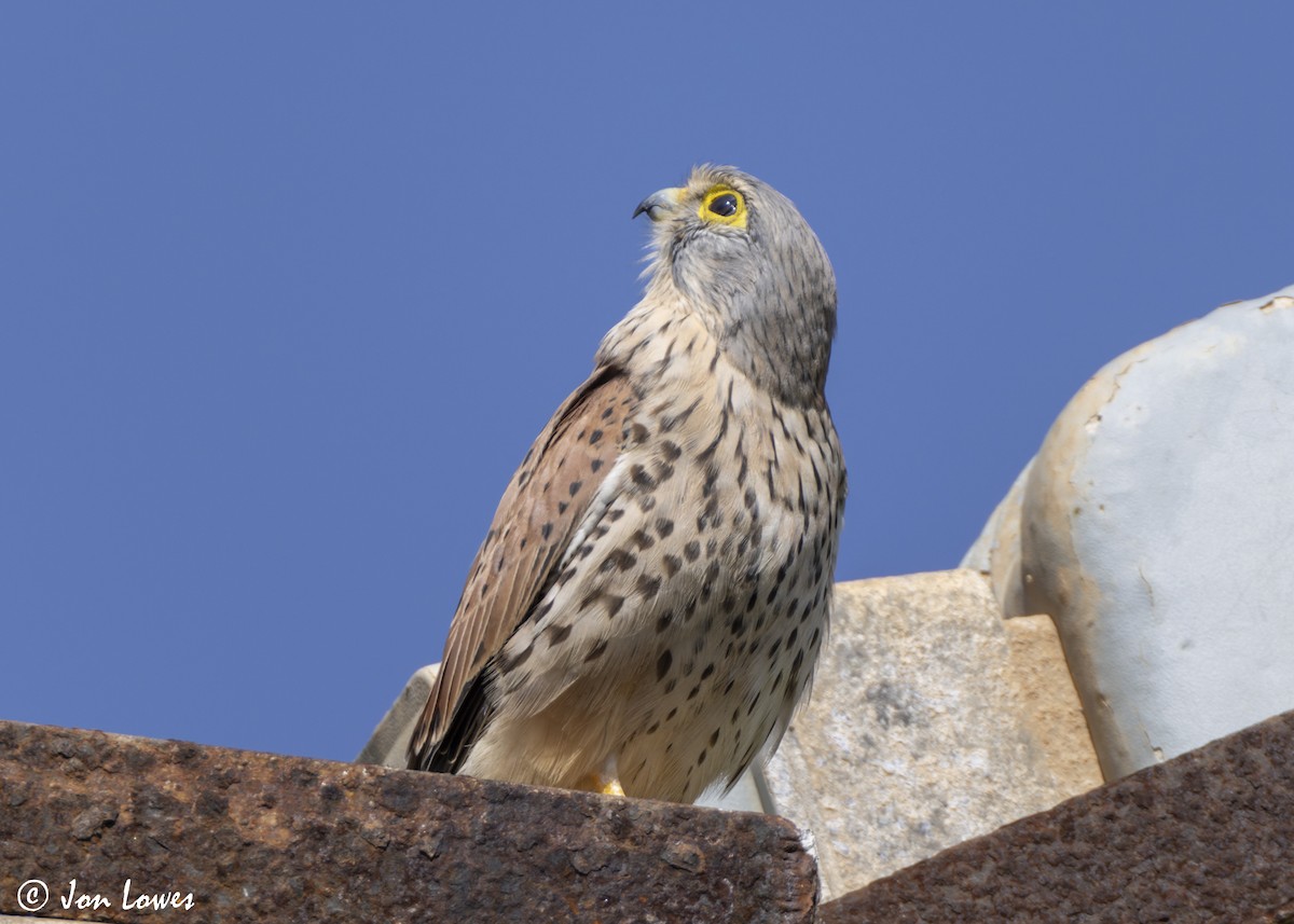 tårnfalk - ML646804379