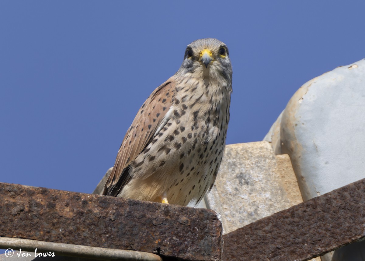 tårnfalk - ML646804380