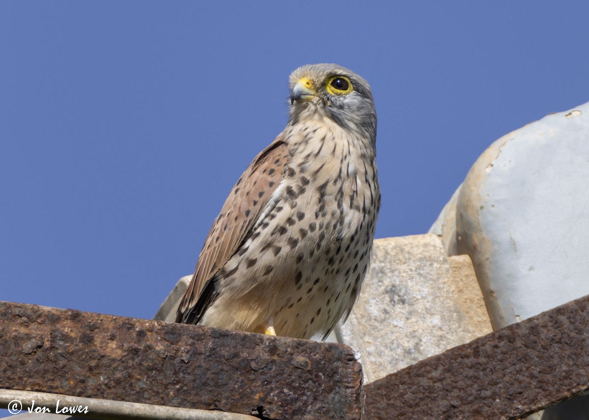 tårnfalk - ML646804381