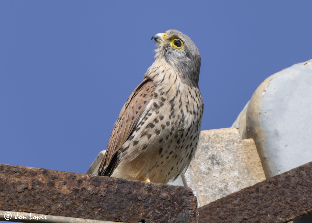 tårnfalk - ML646804382