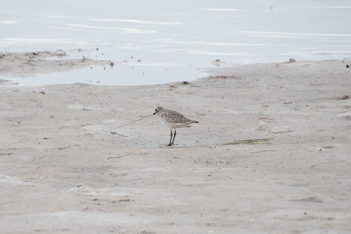 Black-bellied Plover - ML646804385