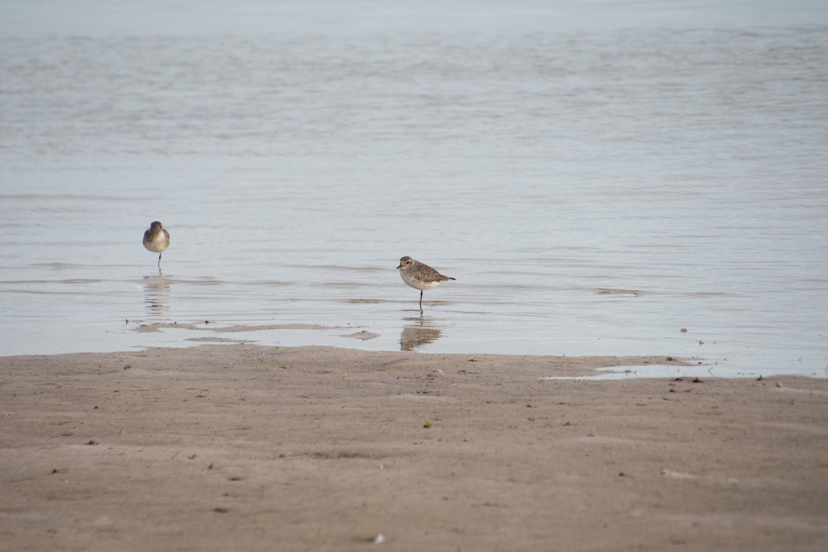 Black-bellied Plover - ML646804388
