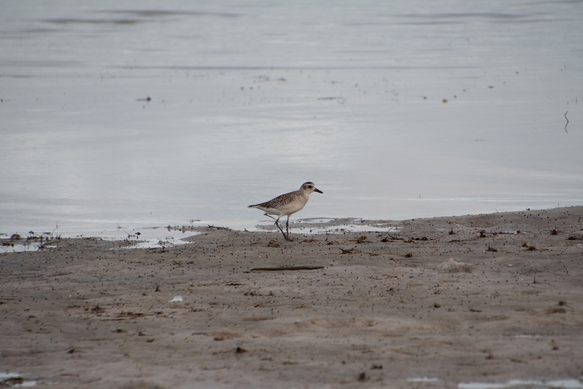 Black-bellied Plover - ML646804389