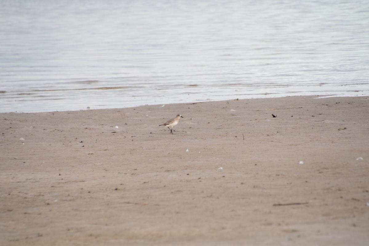 Black-bellied Plover - ML646804390
