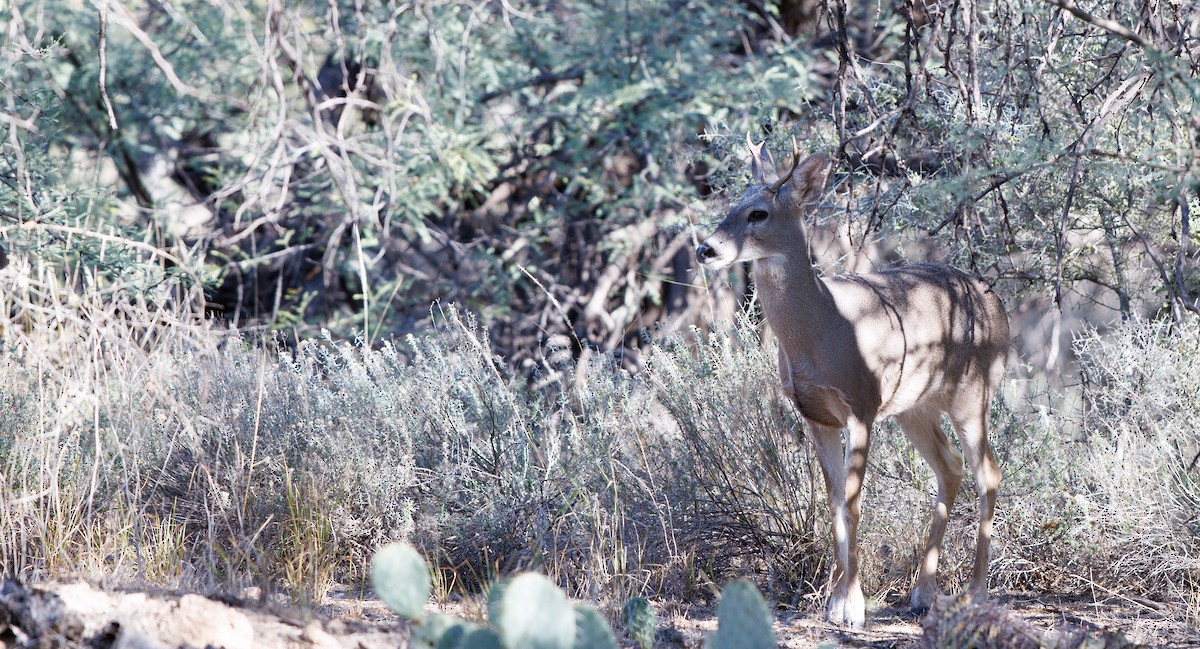 Coues's White-tailed Deer - ML646804392